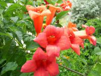Campsis radicans (Trubač kořeňující)