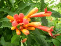 Campsis radicans (Trubač kořeňující)