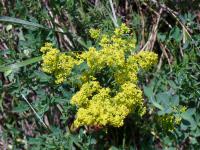 Galium verum (Svízel syřišťový)
