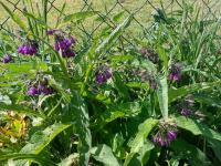 Symphytum officinale (Kostival lékařský)