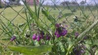 Symphytum officinale (Kostival lékařský)