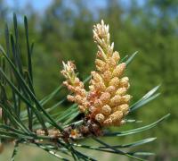 Pinus sylvestris - borovice lesní