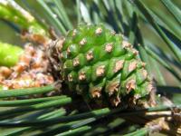 Pinus sylvestris (Borovice lesní)