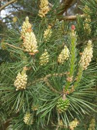Pinus sylvestris (Borovice lesní)