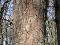 Pinus sylvestris (Borovice lesní)