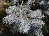 Picea pungens (Smrk pichlavý)