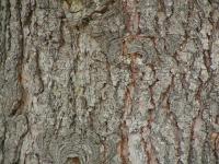 Picea pungens (Smrk pichlavý)
