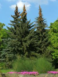 Picea pungens (Smrk pichlavý)