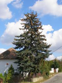 Picea pungens (Smrk pichlavý)