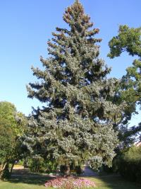 Picea pungens (Smrk pichlavý)