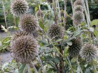 Echinops sphaerocephalus (Bělotrn kulatohlavý)