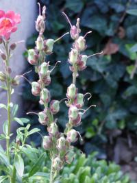 Antrirrhinum majus (Hledík větší)