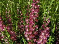 Erica carnea (Vřesovec pleťový)