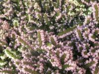 Erica carnea (Vřesovec pleťový)