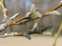Juglans regia (Ořešák královský)