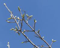 Acer pseudoplatanus (Javor klen)