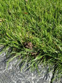 Hromádky na trávníku