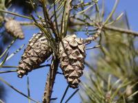 Pinus sylvestris (Borovice lesní)