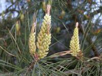 Pinus sylvestris (Borovice lesní)