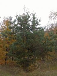 Pinus sylvestris (Borovice lesní)