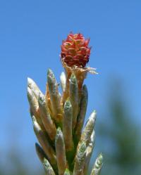 Pinus sylvestris (Borovice lesní)
