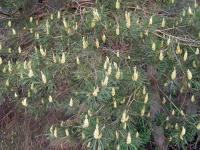 Pinus sylvestris (Borovice lesní)