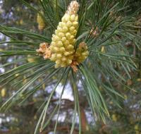 Pinus sylvestris (Borovice lesní)