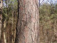 Pinus sylvestris (Borovice lesní)