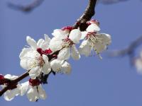 Prunus armeniaca (Meruňka obecná)