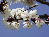 Prunus armeniaca (Meruňka obecná)