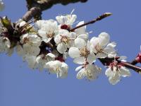 Prunus armeniaca (Meruňka obecná)