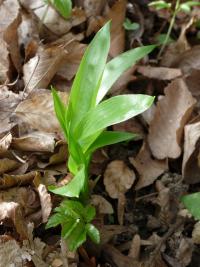 Allium ursinum (Česnek medvědí)