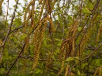 Betula pendula bříza bělokorá květy, květenství Betula pendula bříza bělokorá květy, květenství