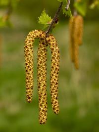 Betula pendula bříza bělokorá květy, květenství Betula pendula bříza bělokorá květy, květenství