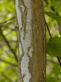 Betula pendula bříza bělokorá kůra, borka Betula pendula bříza bělokorá kůra, borka