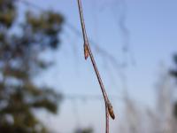 Betula pendula bříza bělokorá pupeny Betula pendula bříza bělokorá pupeny