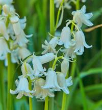 Hyacinthoides hispanica (Hyacintovec španělský)