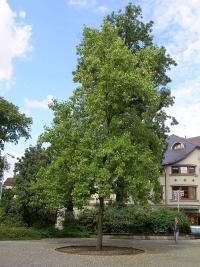 Liriodendron tulipifera - liliovník tulipánokvětý