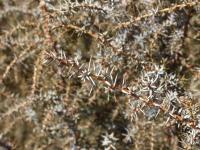 Juniperus communis (Jalovec obecný)