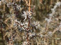 Juniperus communis (Jalovec obecný)