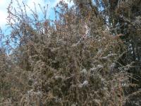Juniperus communis (Jalovec obecný)