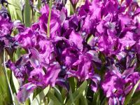 Iris reticulata (Kosatec síťkovaný)