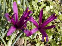 Iris reticulata (Kosatec síťkovaný)