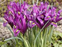 Iris reticulata (Kosatec síťkovaný)