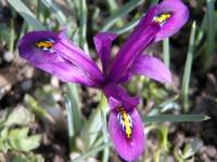 Iris reticulata (Kosatec síťkovaný)