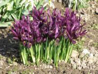 Iris reticulata (Kosatec síťkovaný)