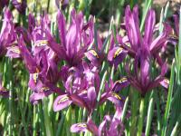 Iris reticulata (Kosatec síťkovaný)