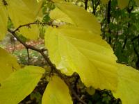 Hamamelis (Vilín)