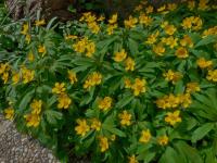 Anemone ranunculoides (Sasanka pryskyřníkovitá)