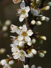 Prunus spinosa (Blackthorn)